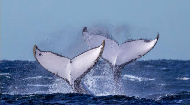 Big Fat Tails