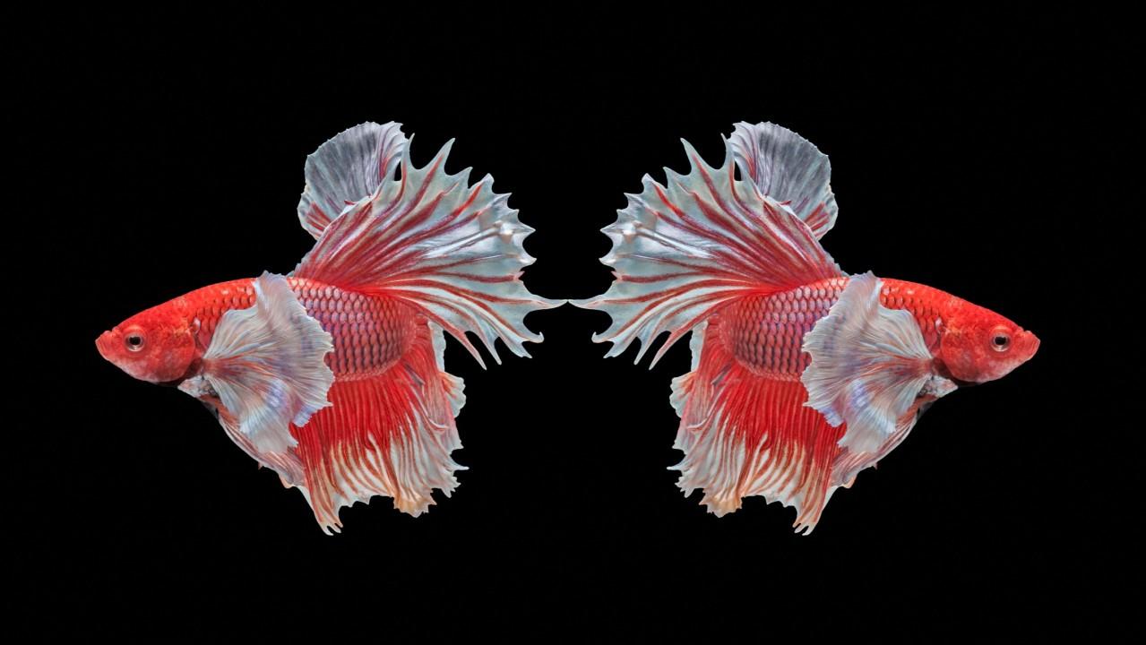 wknd notes: Owning Right and Left Fat Tails