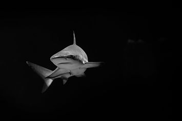 
                                                                                                                                                                                                                                                                                                                                                                                                                                                                                                                                                                                                                                                                                                                                                                                                                                                                                                                                                                                                                                                                                                                                                                                                                                                                                                                                                                                                                                                                                                                                                                                                                                                                                                                                                                                                                                                                                                                                                                                                                                                                                                                                                                                                                                                                                                                                                                                                                                                                                                                                                                                                                                                                                                                                                                                                                                                                                                                                                                                                                                                                                                                                                                                                                                                                                                                                                                                                                                                                                                                                                                                                                                                                                                                                                                                                                                        A Capitalist Economy is a Ponzi Scheme
                                                                                                                                                                                                                                                                                                                                                                                                                                                          