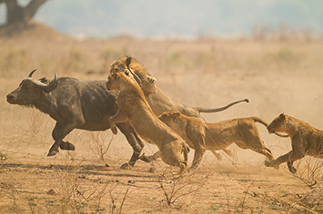 
                                                                                                                                                                                                                                                                                                                                                                                                                                                                                                                                                                                                                                                                                                                                                                                                                                                                                                                                                                                                                                                                                                                                                                                                                                                                                                                                                                                                                                                                                                                                                                                                                                                                                                                                                                                                                                                                                                                                                                                                                                                                                                                                                                                                                                                                                                                                                                                                                                                                                                                                                                                                                                                                                                                                                                                                                                                                                                                                                                                                                                                                                                                                                                                                                                                                                         Hunting The Weak
                                                                                                                                                                                                                                                                                                                                                                     